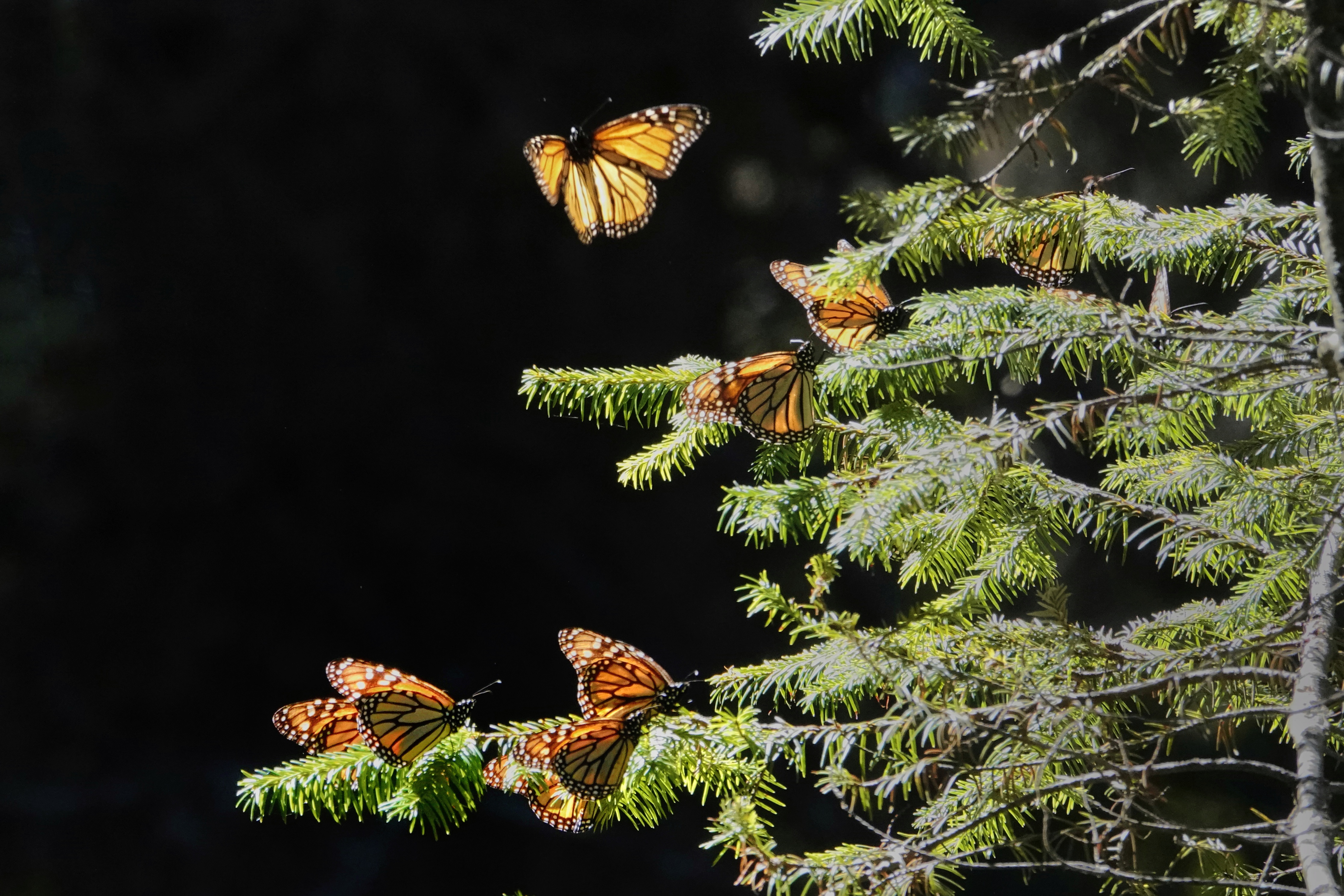 Papillons monarques dans les branches